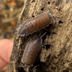 Porcellio Silvestri