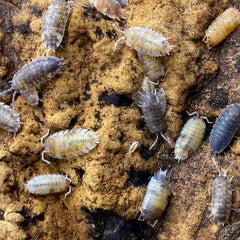 Porcellio Scaber Koi