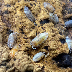 Porcellio Scaber "Koi"