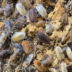 Porcellio Scaber Koi