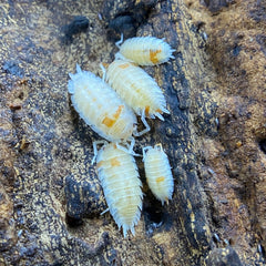 Porcellio Scaber "Orange Dalmatian"