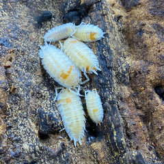 Porcellio Scaber Orange Dalmatian