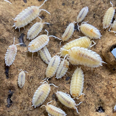 Porcellio Scaber Orange Dalmatian