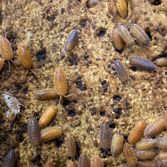 Porcellio Scaber Lemonade