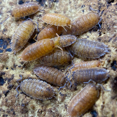 Porcellio Scaber Lemonade