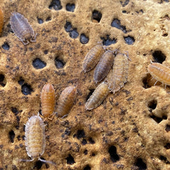 Porcellio Scaber "Lemonade"