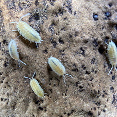 Porcellio Scaber Whiteout