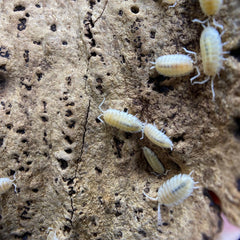 Porcellio Scaber Whiteout