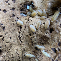 Porcellio Scaber Whiteout