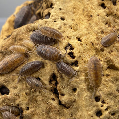 Porcellio Scaber Wild