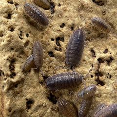 Porcellio Scaber Wild