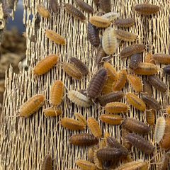 Porcellio Scaber Lottery Ticket