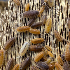 Porcellio Scaber Lottery Ticket