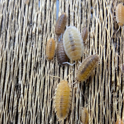 Porcellio Scaber "Lottery Ticket"
