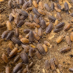 Porcellio Scaber Red Calico