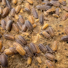 Porcellio Scaber Red Calico