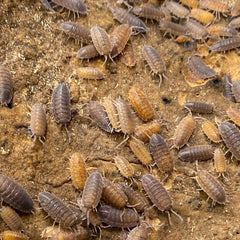 Porcellio Scaber Red Calico