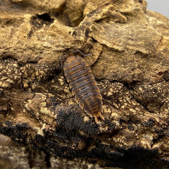 Porcellio Scaber Red Edge