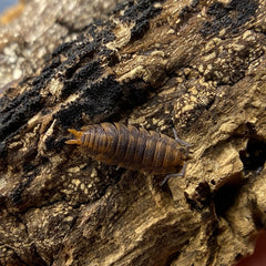 Porcellio Scaber Red Edge