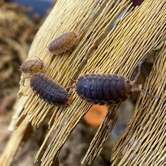 Porcellio Scaber "Red Edge" on papaya bark