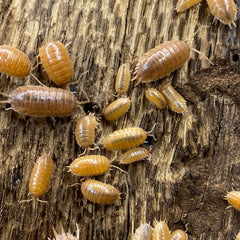 Porcellio Leavis Orange