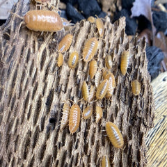 Porcellio Leavis Orange