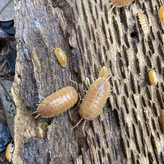 Porcellio Leavis Orange