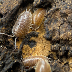 Porcellio Leavis Caramel