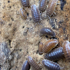 Porcellio Leavis Caramel