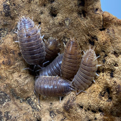 Porcellio Leavis Caramel