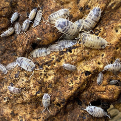 Porcellio Laevis Dairy Cow