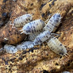 Porcellio Leavis "Dairy Cow"