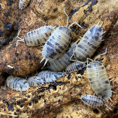 Porcellio Laevis Dairy Cow