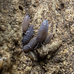 Powder Blues - (Porcellionides Priunosus Blue) Porcellionides Pruinosus