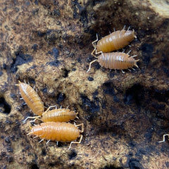 Powder Orange - (Porcellionides Pruinosus Orange) Porcellionides