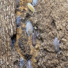 Pied Powder Blues - (Porcellionides Priunosus Blue) Porcellionides Pruinosus