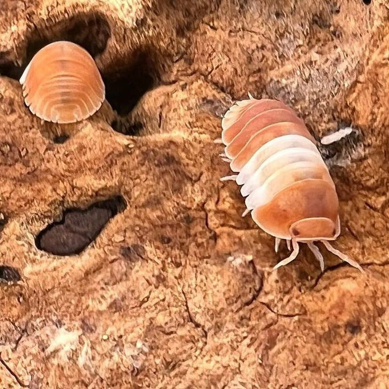 Cubaris Sp. Red Panda Kings