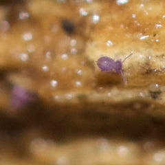 Globular Sp. Purple Springtail Springtails