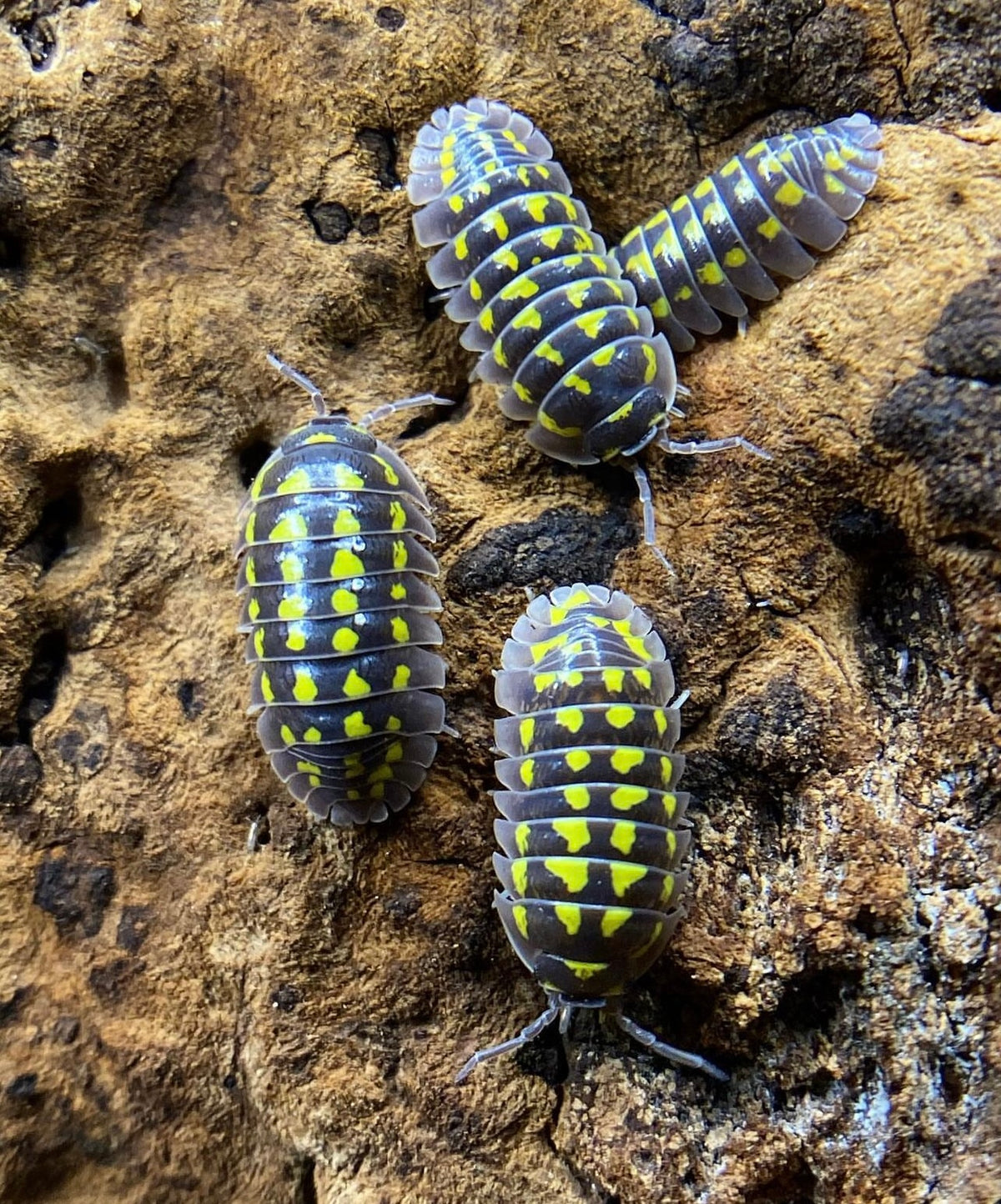 Armadillidium gestroi