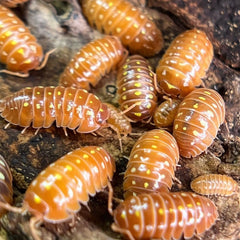 Armadillidium Klugii Orange Montenegro Clowns