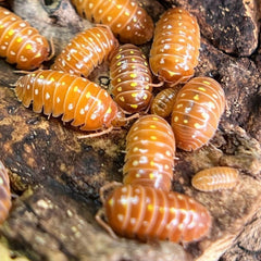 Armadillidium Klugii Orange Montenegro Clowns