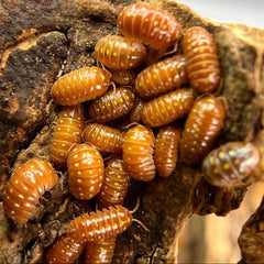 Armadillidium Klugii Orange Montenegro Clowns