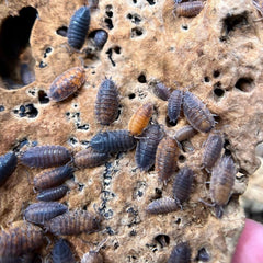 Porcellio Scaber "Gene Machine"