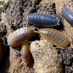 Porcellionides Sp. Miami Porcellio