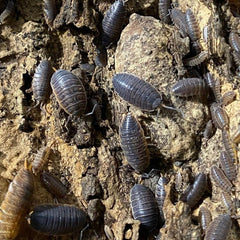 Porcellionides Sp. Miami Porcellio