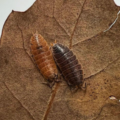 Porcellionides Sp. Miami Porcellio