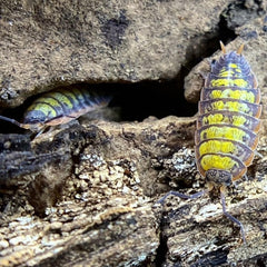 Porcellionides Sp. "Big Pine Key"