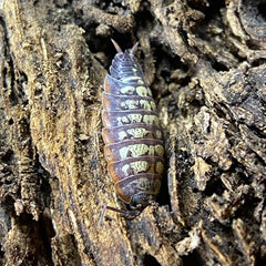 Porcellionides Sp. Big Pine Key Porcellio