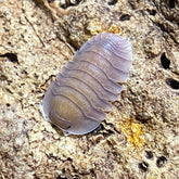 Cubaris Sp. Soil Cubaris