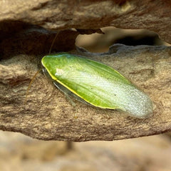 Panchlora Nivea Conroe Texas Locality Roach